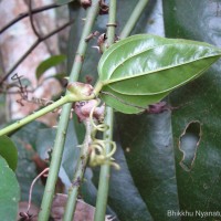 Smilax perfoliata Lour.